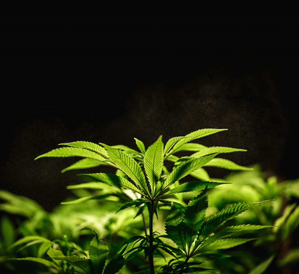 Licencias Cultivo Cannabis Medicinal