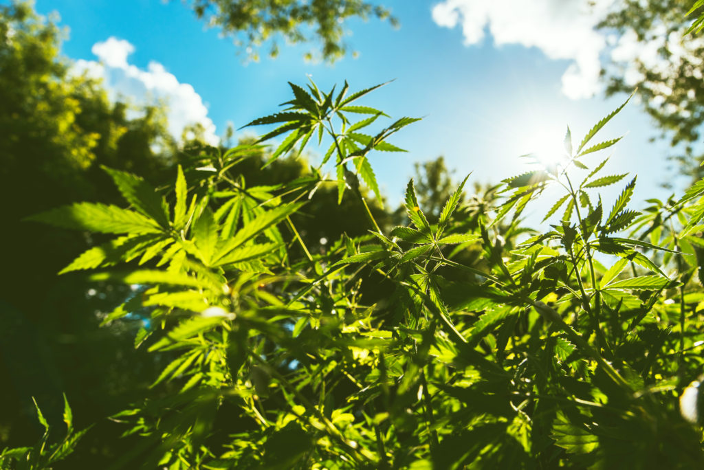Licencias Cultivo Cannabis Medicinal